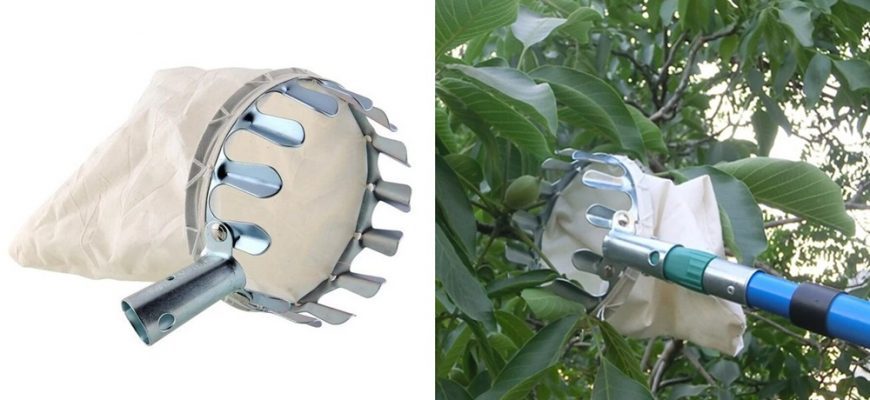 Собиратель фруктов